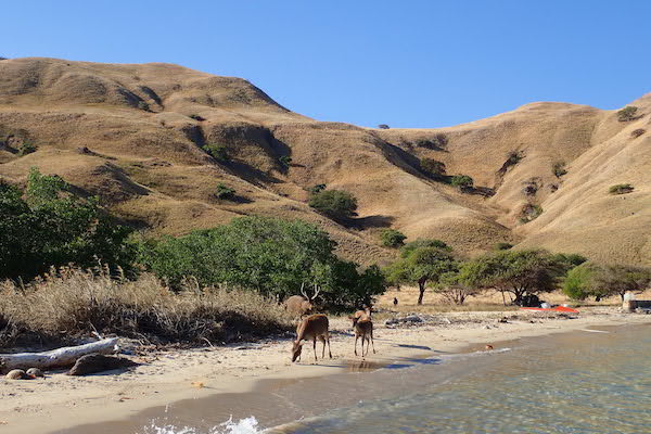 Lady Denok's 10-Day Komodo Cruise - Day Seven - Land Excursion