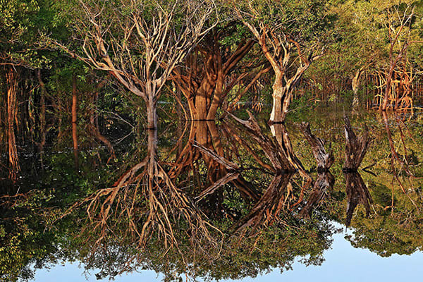 Iracema's 4-Day Charter Cruise Day Three - Amazon Rainforest.