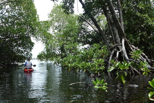 老虎蓝色的科莫多国家公园-第二天游览Kayak