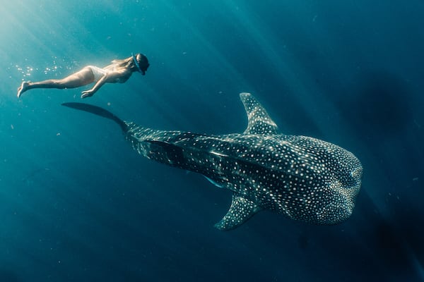 Tiger Blue's Komodo National Park - Day Three - Swimming with Whaleshark