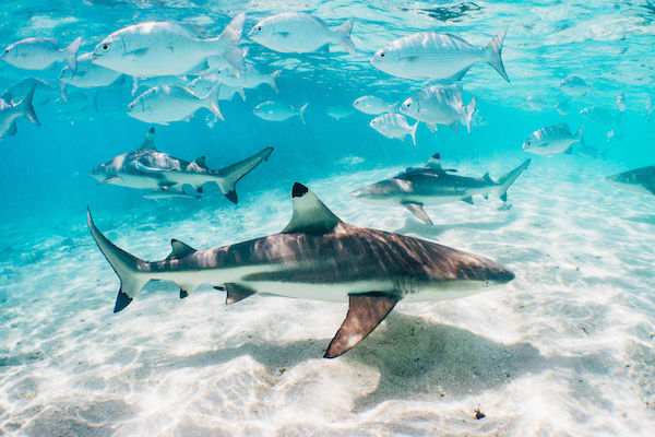 Tiger Blue's Komodo National Park - Day Five - Swimming with Sharks