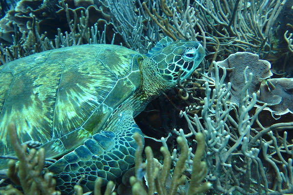 Tiger Blue's 8-Day Raja Ampat - Day Three - Green Turtle