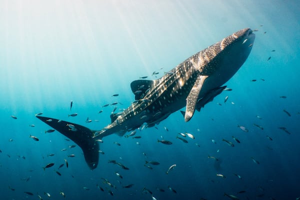 Tiger Blue's 8-Day Raja Ampat - Day Eight - Whaleshark