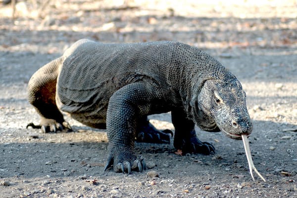 Senja's 9-Day Komodo Islands - Day Two - Komodo Dragon