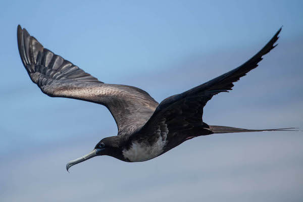 Senja's 12-Day Raja Ampat - Day Ten - Bird Watching