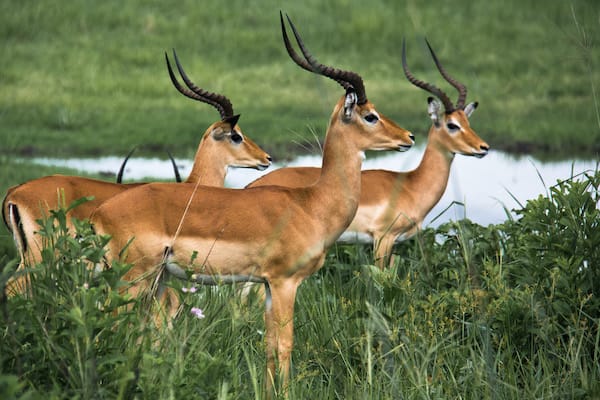 Senja's 11-Day Sunda & Forgotten Islands - Day Three - Wild Life On Land