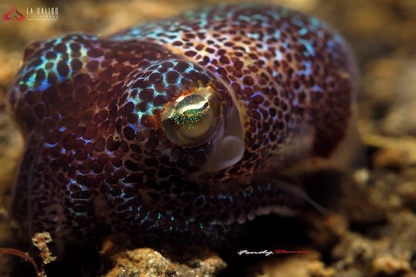 La Galigo's 6-Day Jurassic Komodo - Day Three - Bobtail Squid