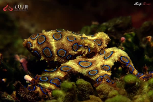 La Galigo's 8-Day Ultimate Komodo - Day Three - Blue Ring Octopus