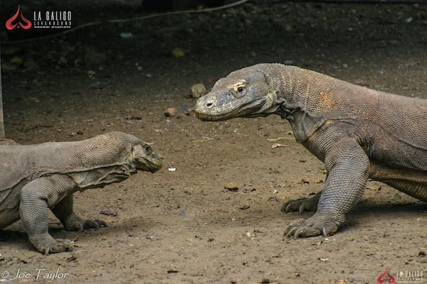 La Galigo's 8-Day Ultimate Komodo - Day Five - Komodo Dragons