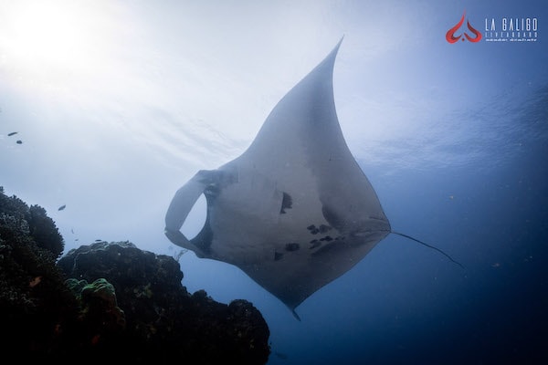 La Galigo's 8-Day Raja Ampat North - Day Five - Manta Ray