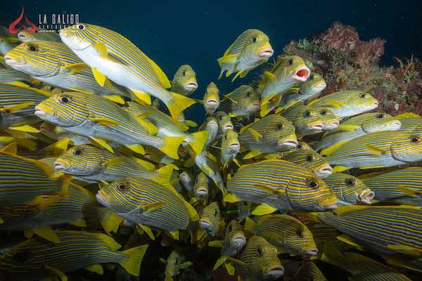 La Galigo's 8-Day Raja Ampat North - Day Seven - Underwater