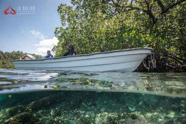 La Galigo's 8-Day Raja Ampat North - Day Eight - Tender to Dive Site