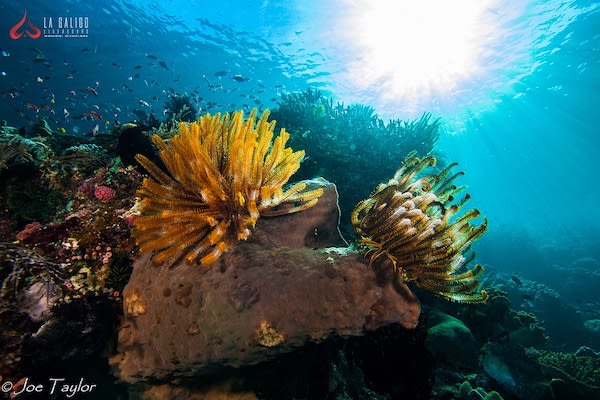 La Galigo's 9-Day Raja Ampat South - Day Five - Underwater