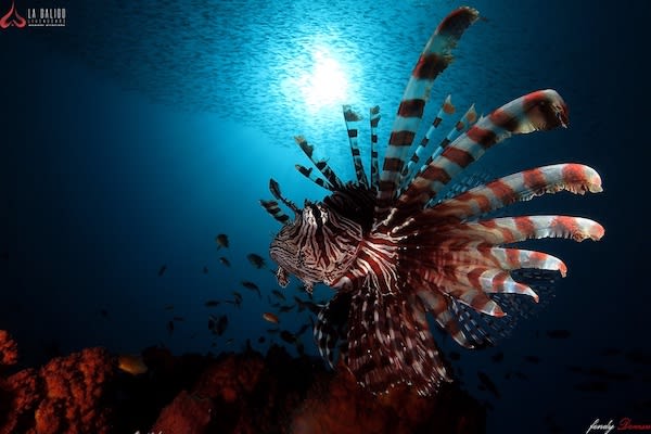 La Galigo's 12-Day Ultimate Raja Ampat - Day Two - Lion Fish