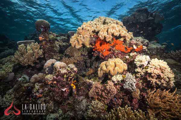 La Galigo 12天的终极拉-第七天的水下珊瑚
