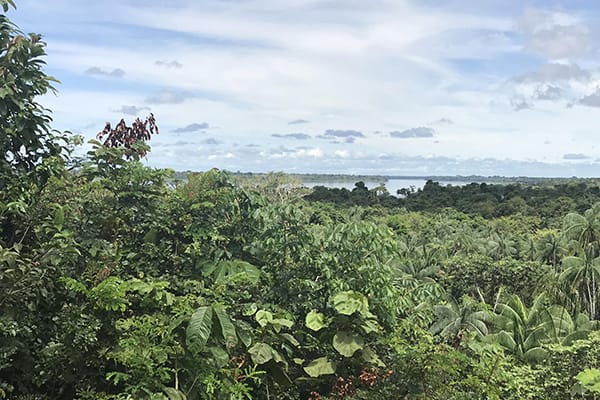 Amazon Dream's 10-Day Amazon & Tapajos Rivers Cruise Itinerary Day Seven - Giant Trees of the Amazon.