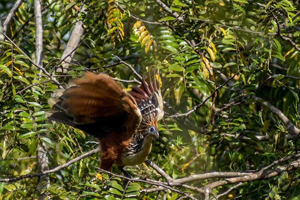 Amazon Dream's 10-Day Manaus Cruise Itinerary Day Four - Bird life.
