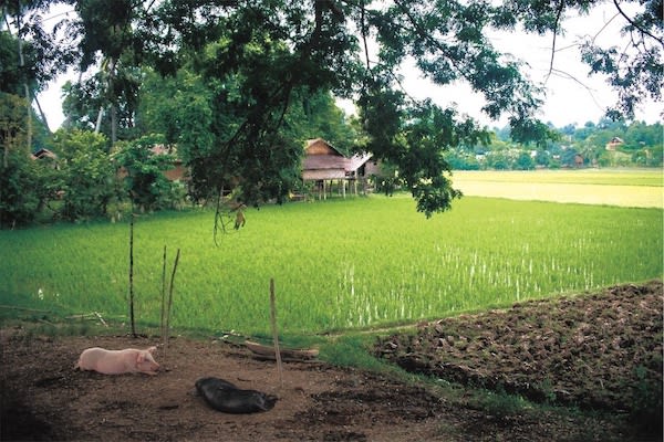 Paukan公主的11天的缅甸岁月上游稻田-第八天平静的生活