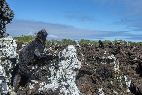 Scalesia住宿5天的惊人的Isabela Program Day Four - Marine Iguana Sighting.