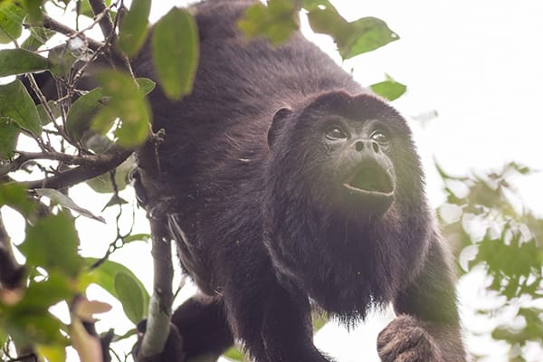 Araras Eco Lodge's 4-Day Pantanal Stay Day Two - Howler Monkey.