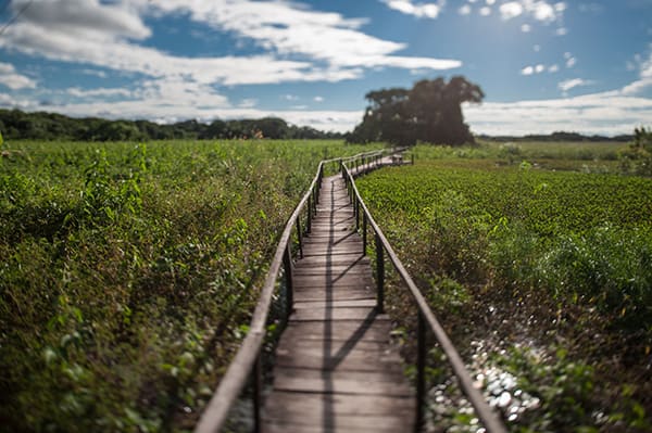 Araras Eco Lodge's 4-Day Pantanal Stay Day Three - Jungle Trails. 