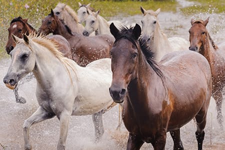 Araras Eco Lodge's 5-Day Pantanal Stay Day Three - Pantaneiro Horses.