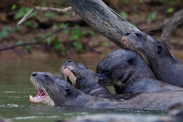 Araras Eco Lodge's 5-Day Jaguar Express Stay Day One -  Giant Otter family sighting.