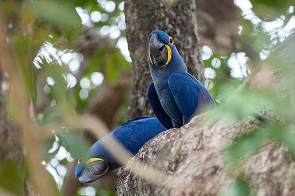 Araras Eco Lodge's 5-Day Jaguar Express Stay Day Three -  Hyacinth Macaw Sighting.