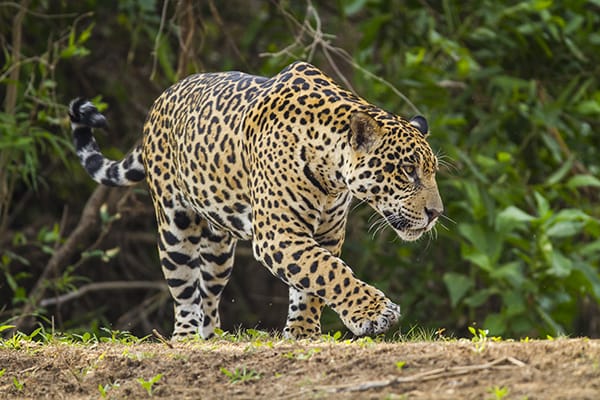 Araras Eco Lodge's 5-Day Jaguar Express Stay Day Four -  Jaguar Sighting.