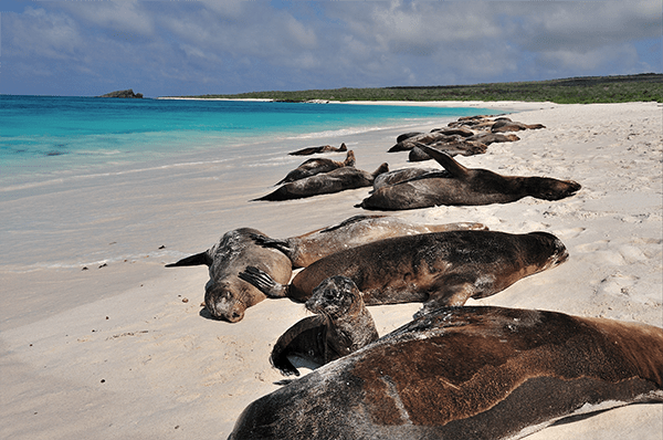 Pikaia Lodge's Itinerary Day Three - Sea Lions on the shore.