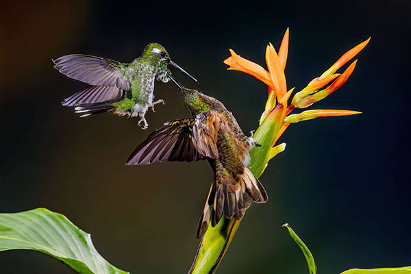 Mashpi Lodge's 3-Day Itinerary Day Three - Buff-Tailed Coronet Hummingbird Sighting.