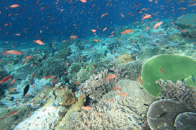 Lady Denok's 8-Day Komodo Cruise - Day Two - Batu Bolong