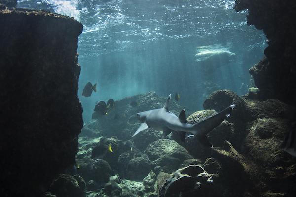 Galapagos Legend’s 5-Day 'D' Itinerary Day Five - White-Tipped Sharks Swimming.