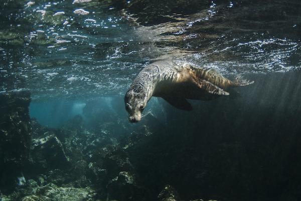 Coral I & II’s 4-Day Cruise 'C' Itinerary Day Two - Sea Lion Swimming.