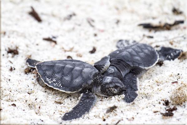 Galapagos Legend’s 8-Day 'A+B' Itinerary Day Four - Baby Sea Turtles.