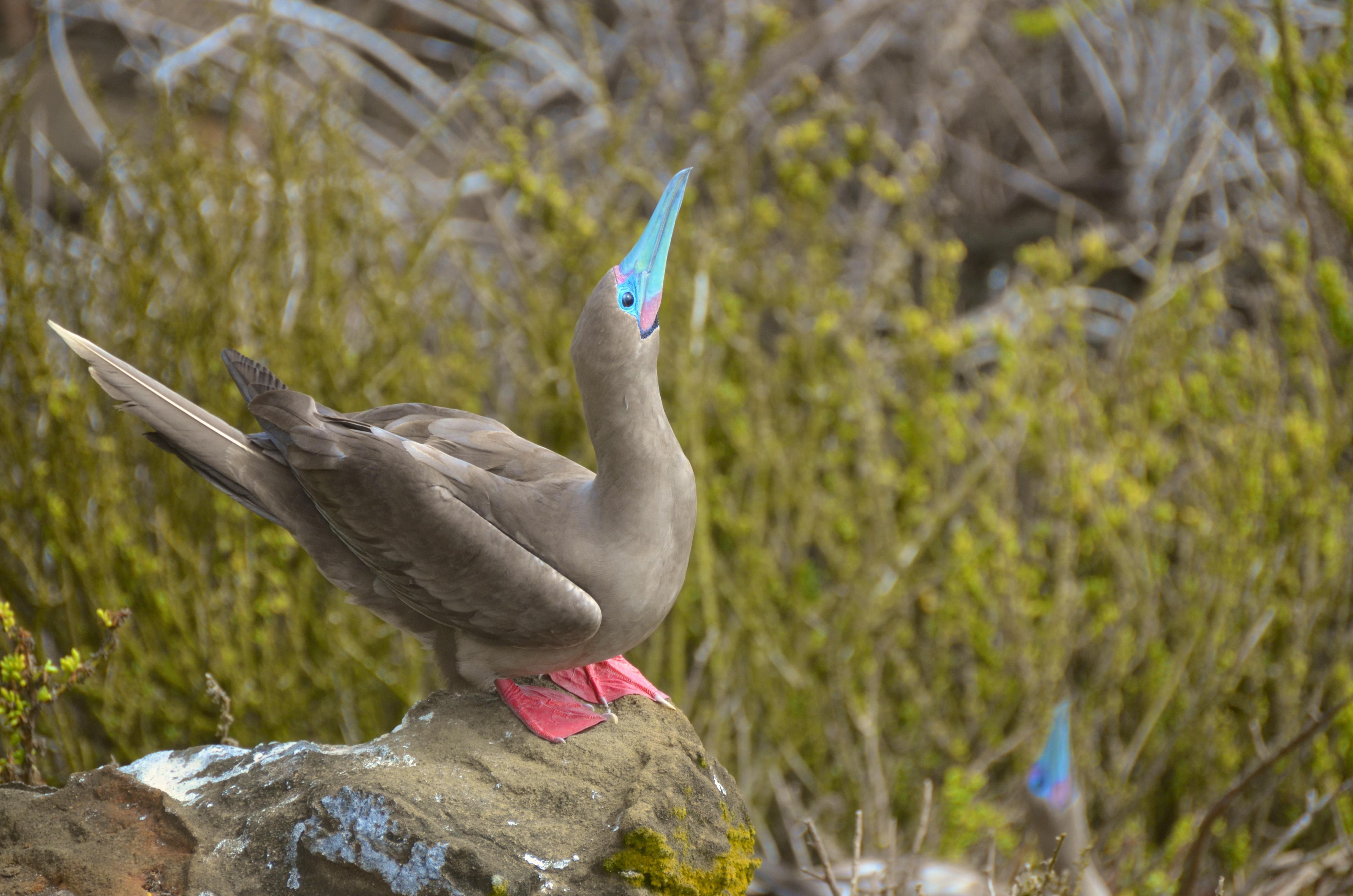 Coral I & II’s 5-Day Cruise 'D' Itinerary Day Two - Red-Footed Booby Sighting.