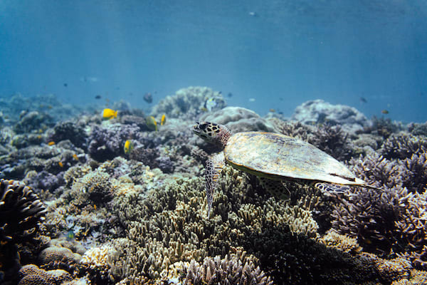 Nataraja's 9-Day Komodo Islands - Day 7 - Turtle Underwater