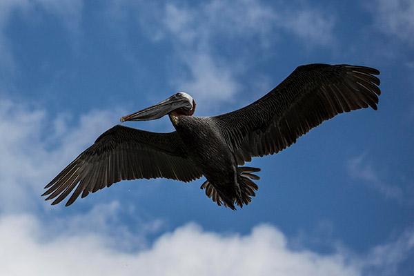 Ocean Spray's 4-Day Itinerary 'B' Day One - Galapagos Pelican.