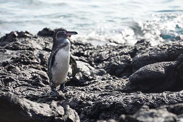海洋喷雾的5天行程B第一天-加拉帕戈斯企鹅。