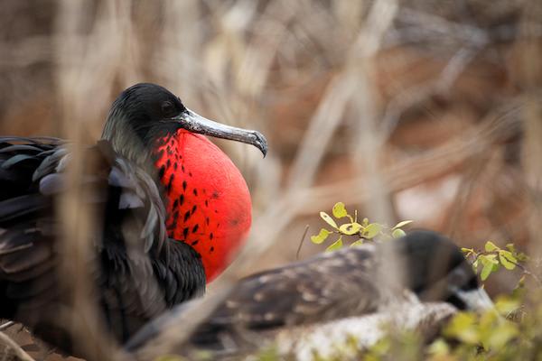 Ocean Spray's 5-Day Itinerary 'B' Day Four - Frigate Bird.