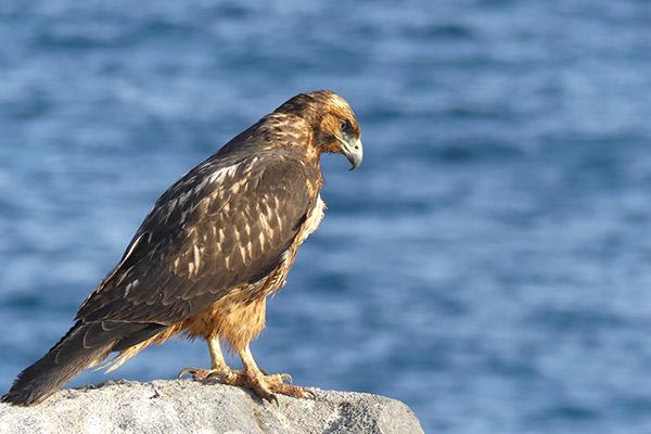 Ocean Spray's 6-Day Itinerary 'A' Day Two - Galapagos Hawk.