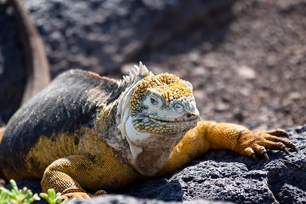 Ocean Spray's 6-Day Itinerary 'A' Day Three - Land Iguana.