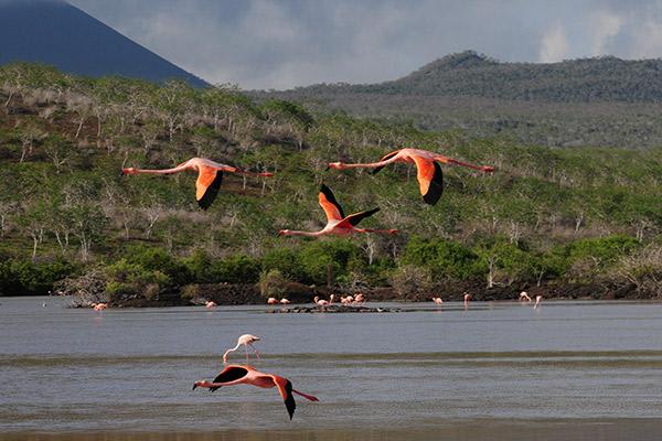 Ocean Spray's 6-Day Itinerary 'B' Day Five - Flamingos Flying.