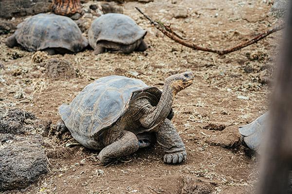 Ocean Spray's 8-Day Itinerary 'A' Day Eight - Charles Darwin Research Station Giant Tortoises.