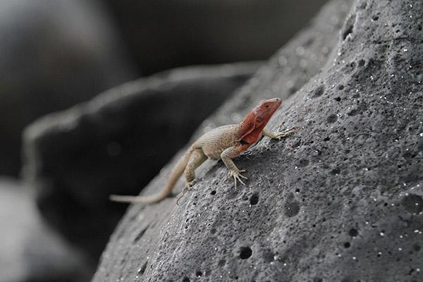 Ocean Spray's 8-Day Itinerary 'B' Day Six - Galapagos Lava Lizard.