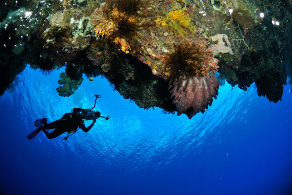 Rascal's 12-Day Spice Islands Crossing Ambon to Raja Ampat - Day 1 - Diving