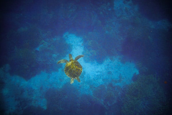 Arua Phinisi为期3天的科莫多天1 -海龟