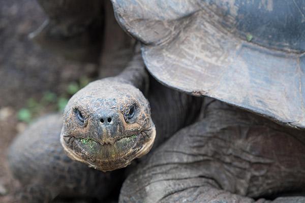 Nemo II's 4-Day Southern Islands Itinerary Day One - Galapagos Tortoise.