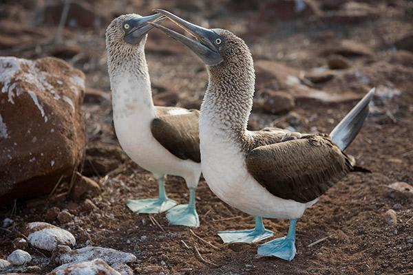 Nemo II's 5-Day Southern Islands Itinerary Day Three - Blue-footed Boobies.