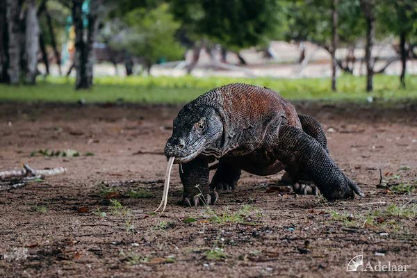 Adelaar's 11-Day Bali to Maumere - Day 2 - Komodo Dragon